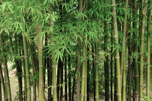 What’s Better About Bamboo? (Spoiler: A Lot)