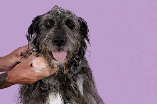 Introducing: Creature Comforts Pet Shampoo Bars