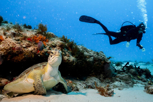 Coral Reefs Are Not Doomed