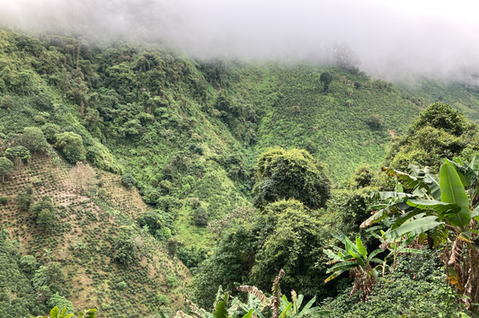 Image of coffee farmland in Columbia