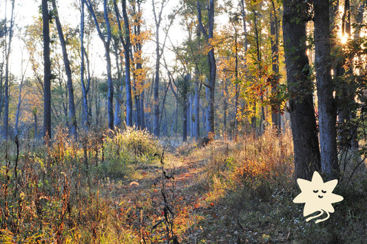 Image of a wooded scene. Good Store's logo, dot, is shown in the bottom right corner