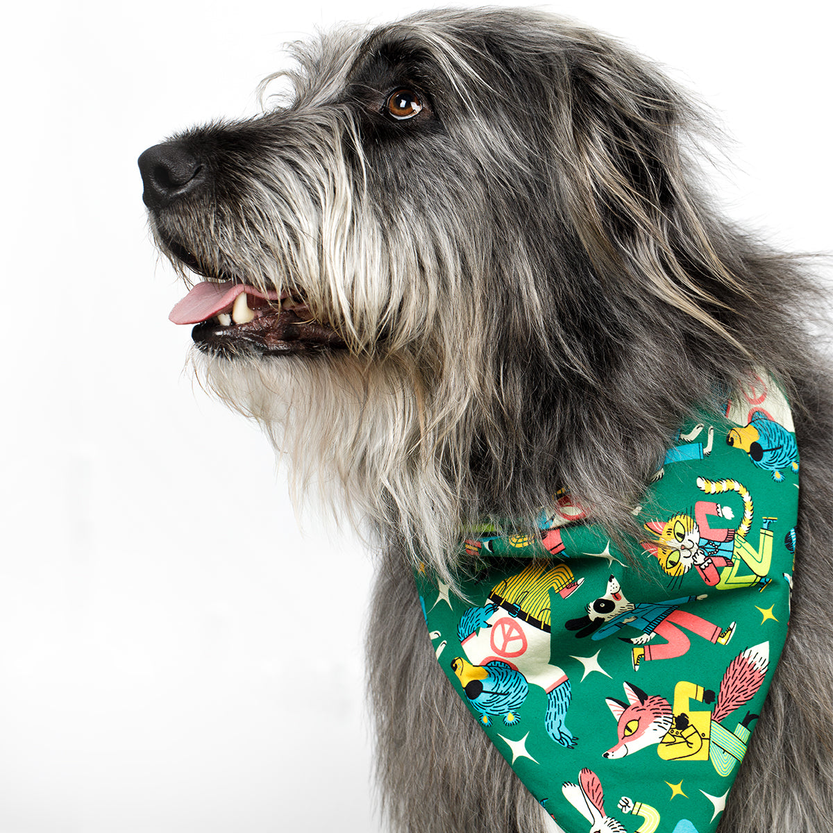 A long-haired gray and white dog shown in profile wearing a green bandana with a colorful cartoon print, photographed against a plain white background.