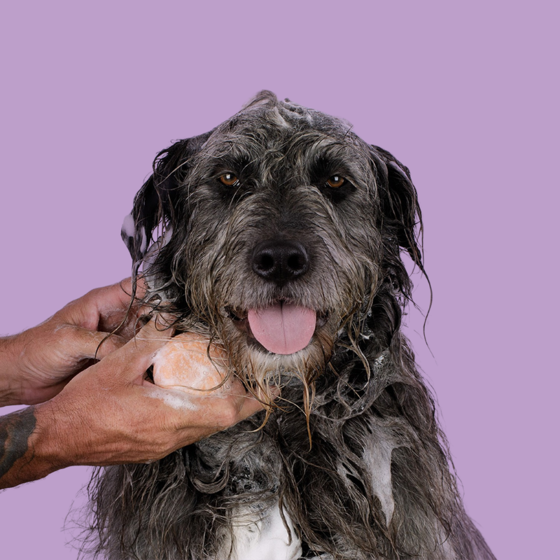 NEW! Pet Shampoo